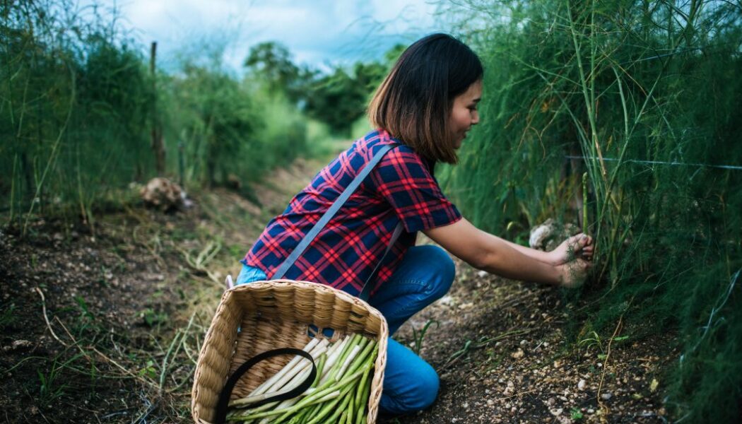 young-farmer-harvest-fresh-asparagus-with-hand-put-into-basket-min