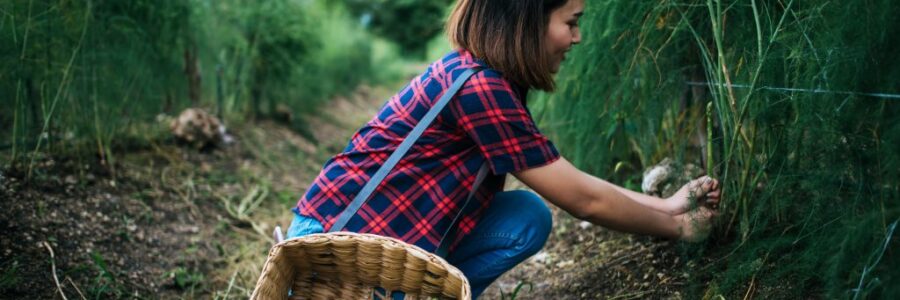 young-farmer-harvest-fresh-asparagus-with-hand-put-into-basket-min
